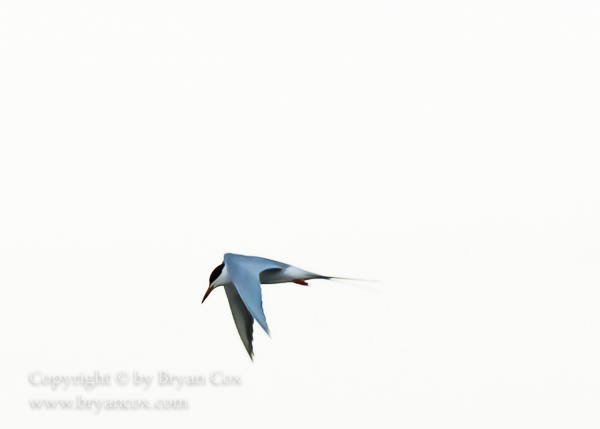 Image of Common Tern