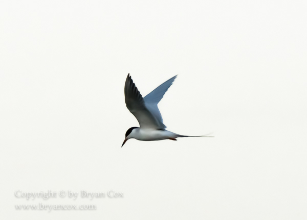 Image of Common Tern