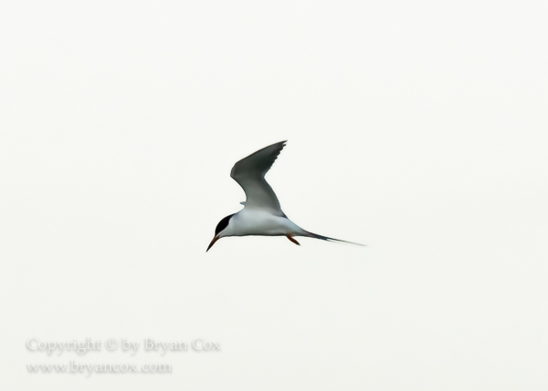 Image of Common Tern