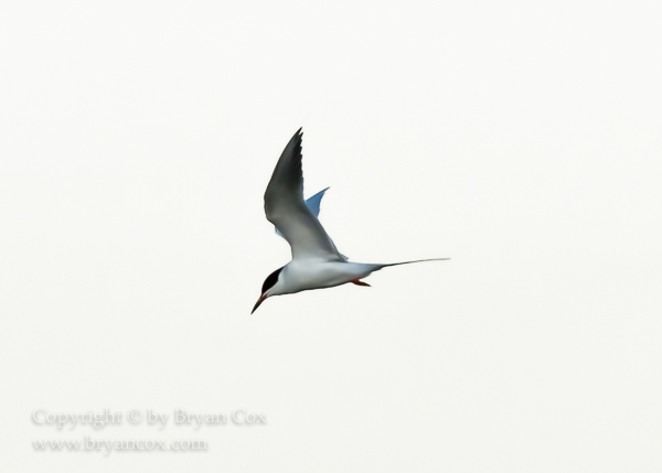 Image of Common Tern