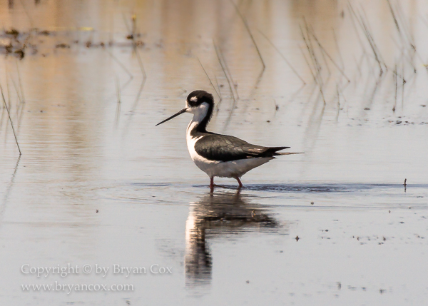 Image of Black-necked Stilt