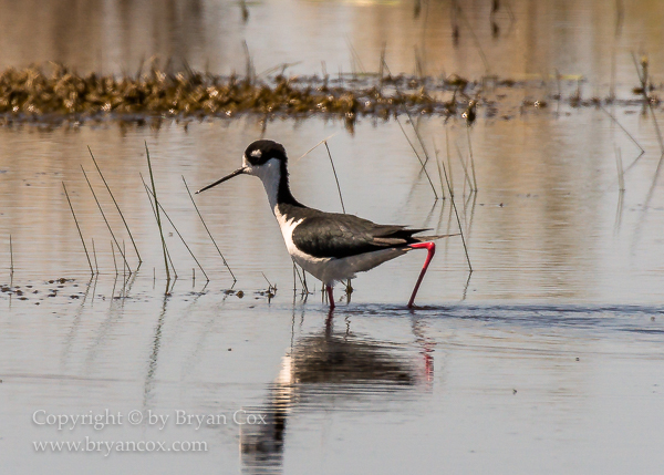 Image of Black-necked Stilt