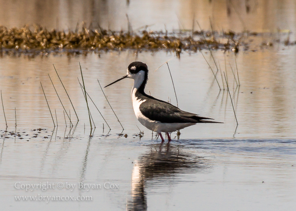 Image of Black-necked Stilt