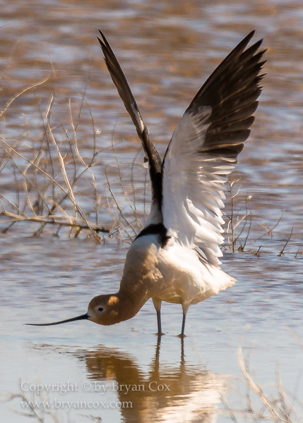 Image of American Avocet