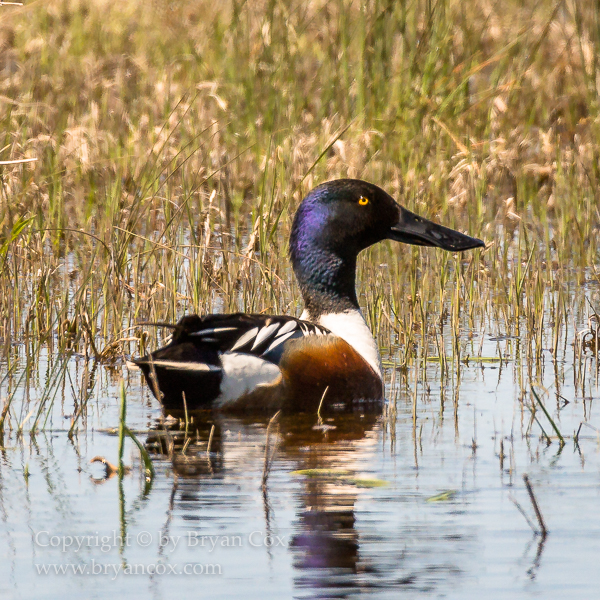 Image of Northern Shoveler