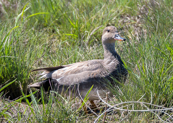 Image of Gadwall