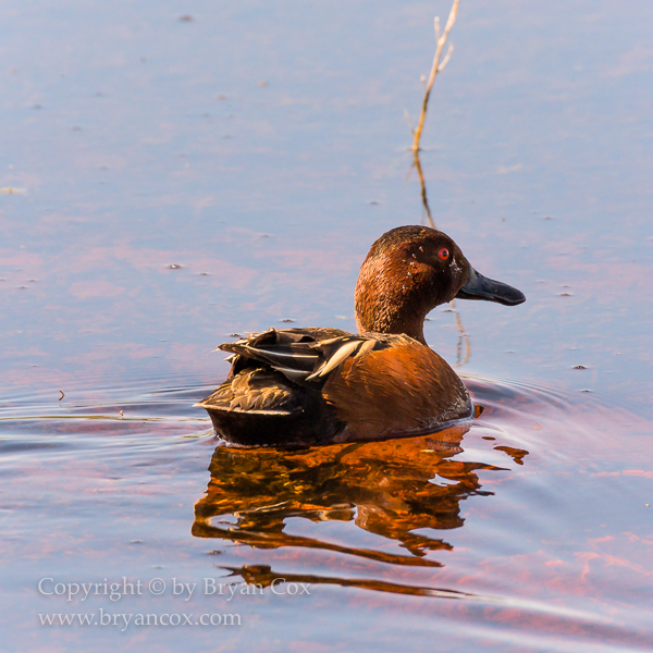 Image of Cinnamon Teal