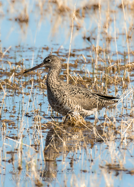 Image of Willet