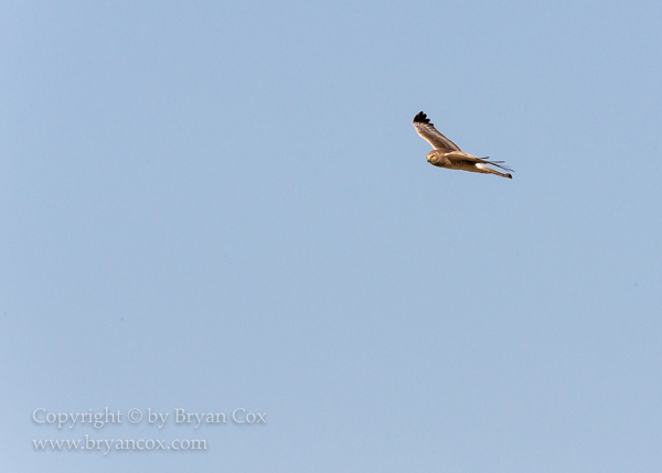 Image of Northern Harrier (Marsh Hawk)