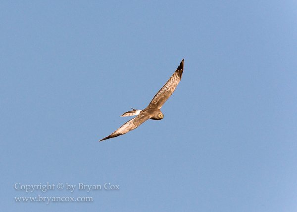 Image of Northern Harrier (Marsh Hawk)