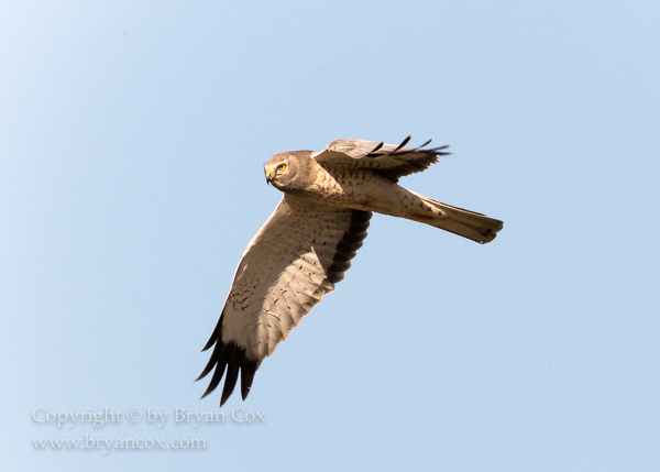 Image of Norther Harrier (Marsh Hawk)