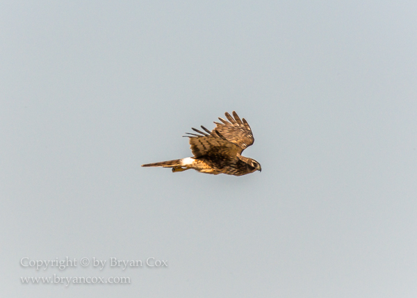 Image of Northern Harrier (Marsh Hawk)