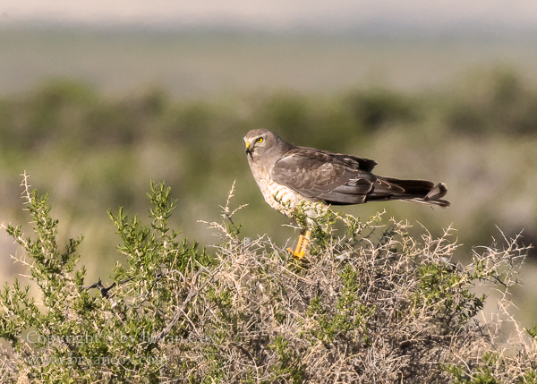 Image of Northern Harrier (Marsh Hawk)