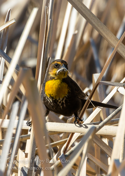 Image of Yellow-headed Blackbird