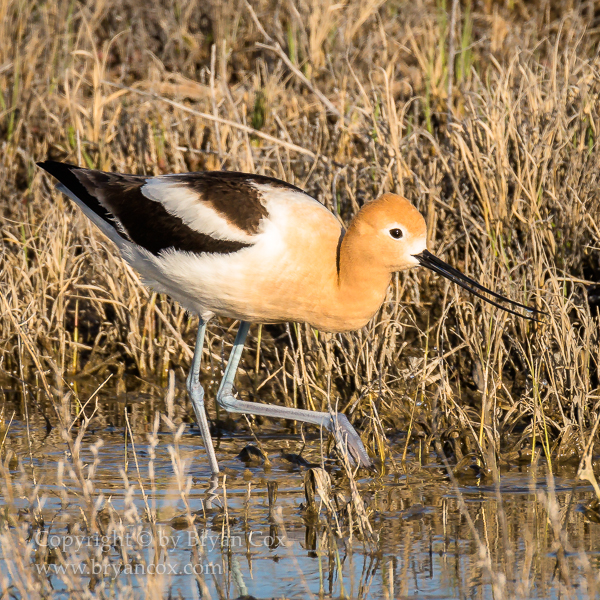 Image of American Avocet