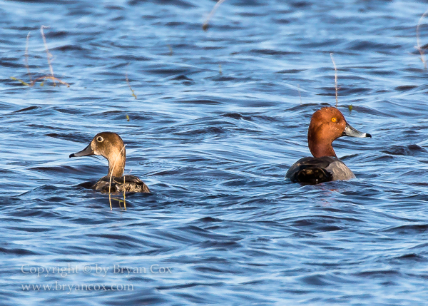 Image of Redheads