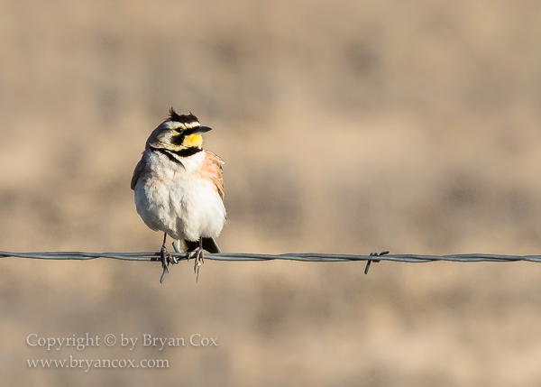 Image of Horned Lark