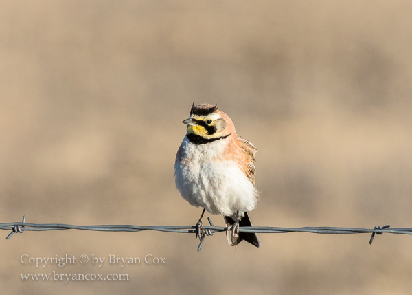 Image of Horned Lark