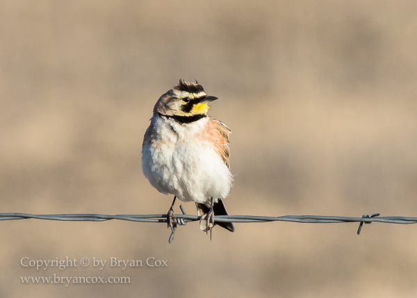 Image of Horned Lark