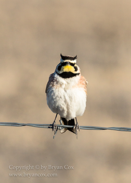 Image of Horned Lark