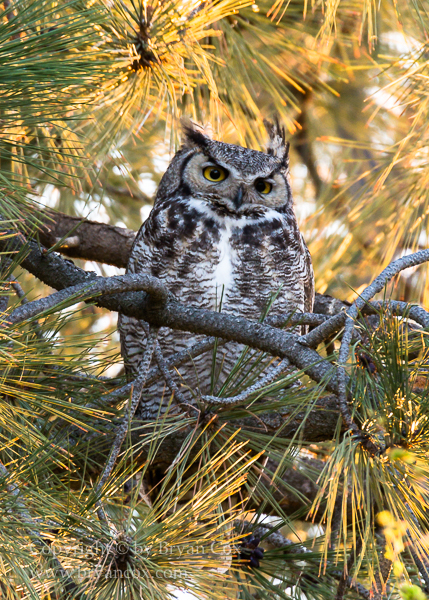 Image of Great Horned Owl