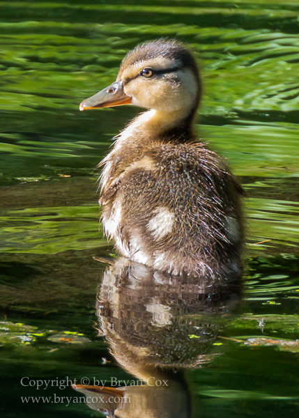 Image of Mallard Duckling