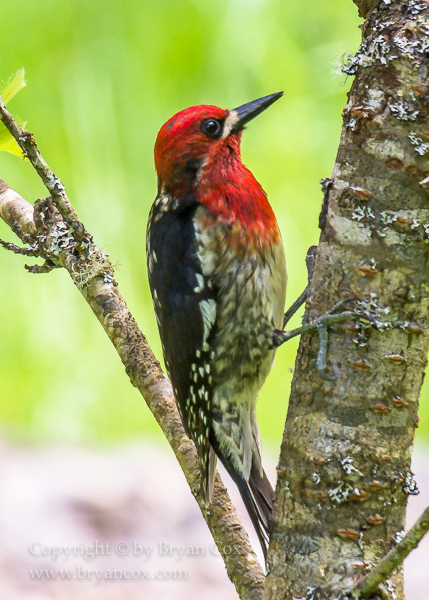 Image of Red-breasted Sapsucker