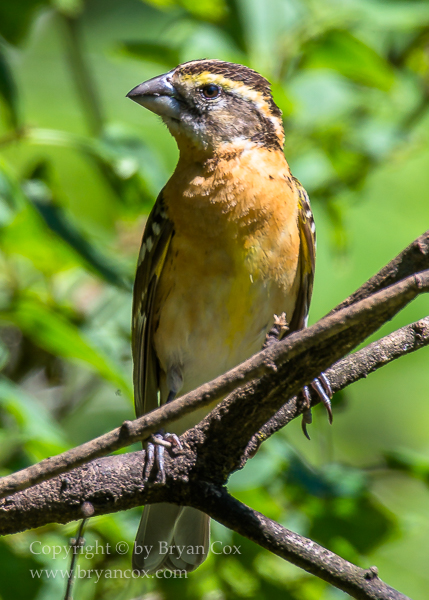 Image of Black-headed Grosbeak