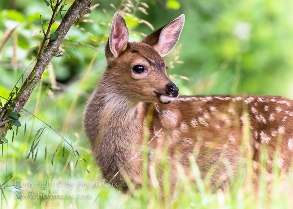 Image of Black-tailed Deer