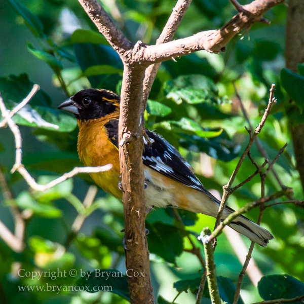 Image of Black-headed Grosbeak