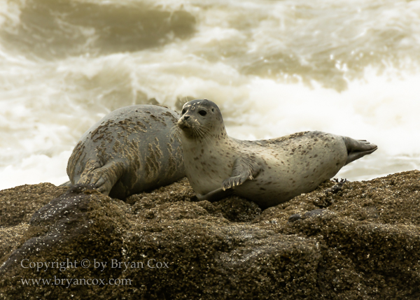 Image of Harbor Seals