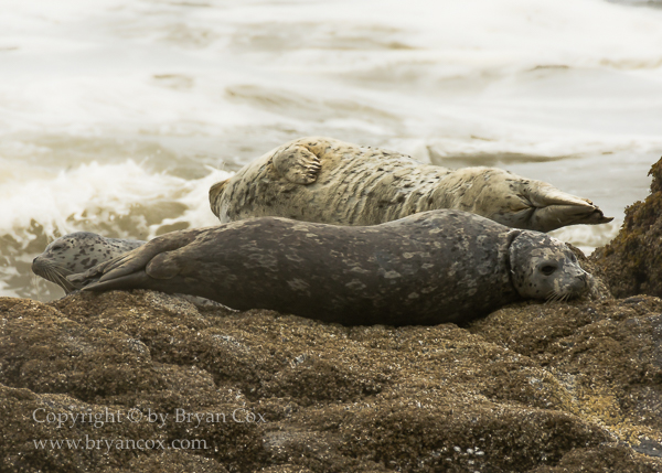 Image of Harbor Seals