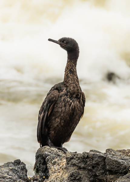 Image of Pelagic Cormorant