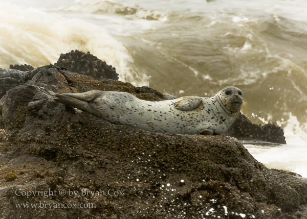 Image of Harbor Seal