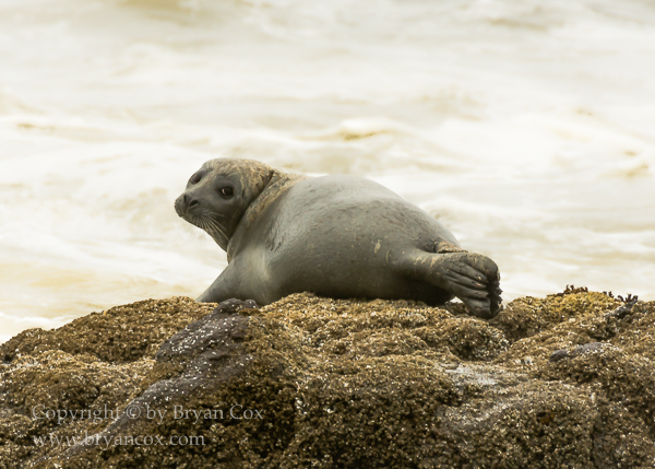 Image of Harbor Seal