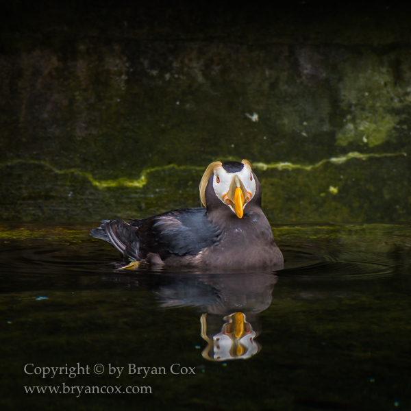 Image of Tufted Puffin