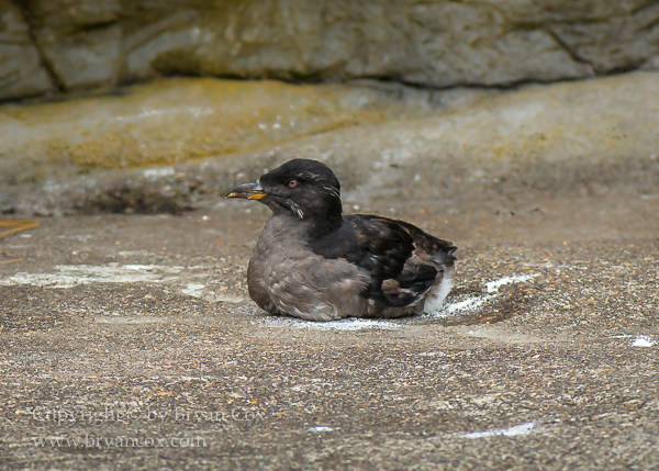 Image of Marbled Murrelet