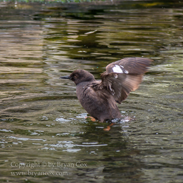 Image of Pigeon Guillemot