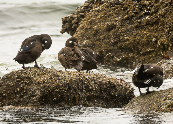 Image of Harlequin Ducks