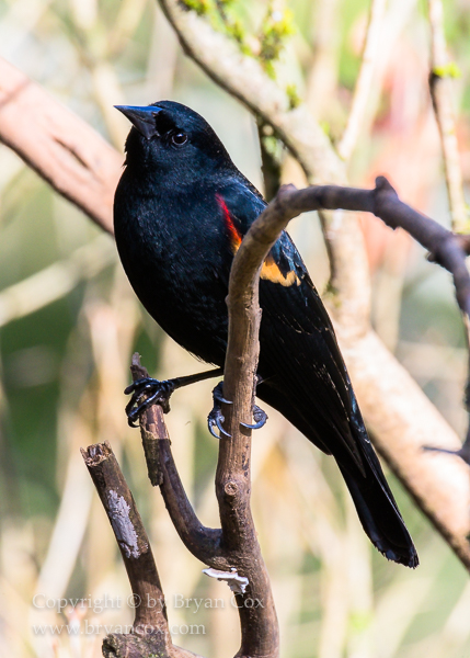 Image of Red-winged Blackbird