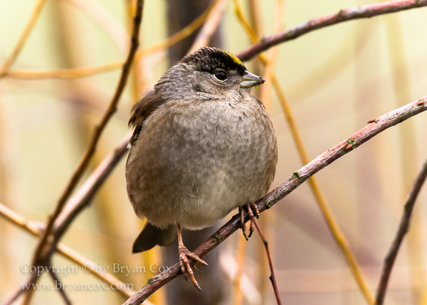 Image of Golden-crowned Sparrow