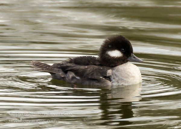 Image of Bufflehead