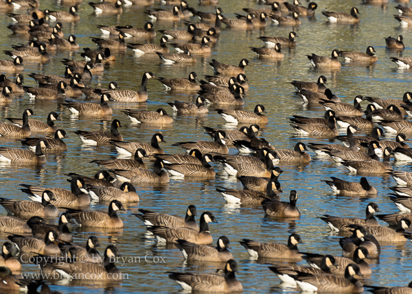 Image of Cackling Geese (with one or two Canada Geese)