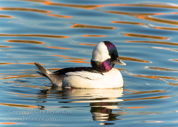 Image of Bufflehead