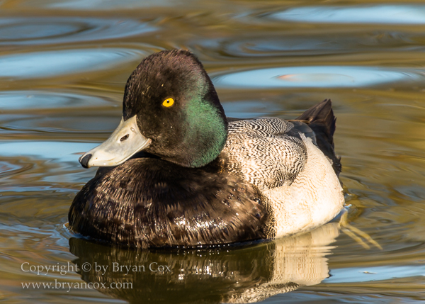 Image of Lesser Scaup