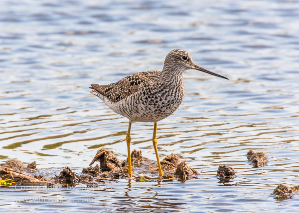 Image of Greater Yellowlegs