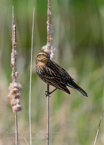 Image of Red-winged Blackbird