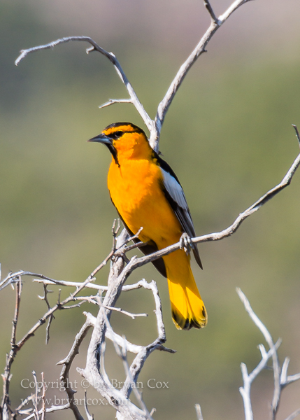 Image of Bullock's Oriole