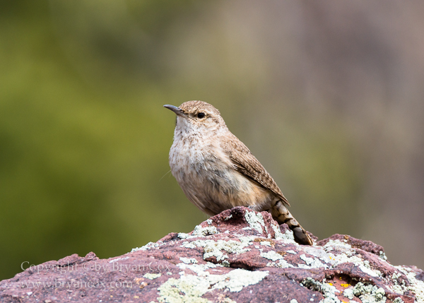 Image of Wrens