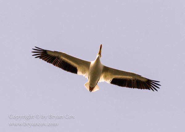 Image of White Pelican